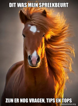 Ridiculously photogenic horse