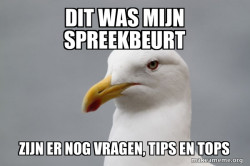 Stuff That Didn't Happen Seagull