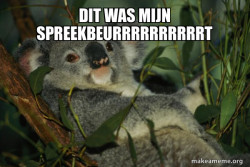 Laid Back Koala