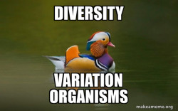 Fashionable Advice Mallard