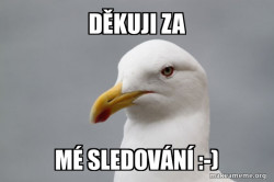 Stuff That Didn't Happen Seagull