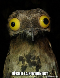 Weird Stuff I do Potoo