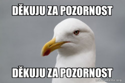 Stuff That Didn't Happen Seagull