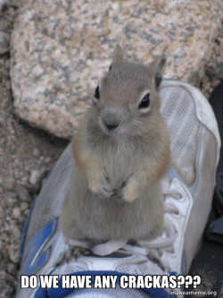 Standover Squirrel