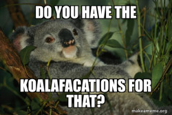 Laid Back Koala