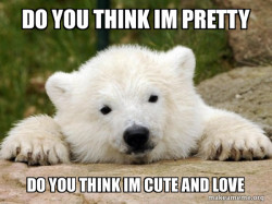 Popular Opinion Bear