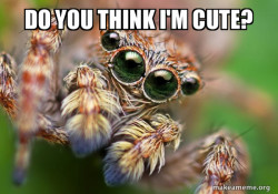 Hipster Spider