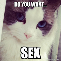 Ridiculously Photogenic Cat