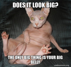 Hairless Cat
