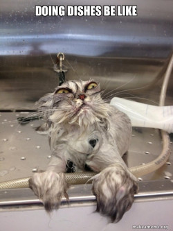 Cat Bath Returns