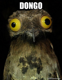 Weird Stuff I do Potoo