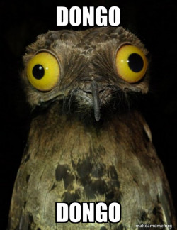 Weird Stuff I do Potoo