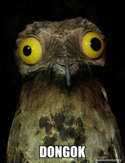 Weird Stuff I do Potoo