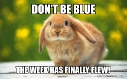 Regretful Rabbit
