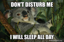 Laid Back Koala