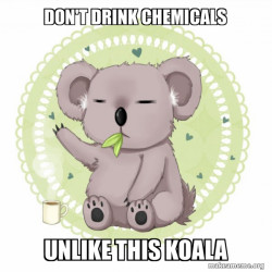 Aussie Koala doing the night shift