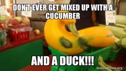 Gourd Advice Mallard