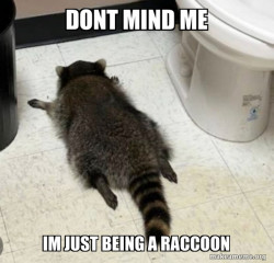 Drunk Raccoon