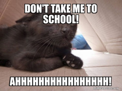 Schitzo Cat