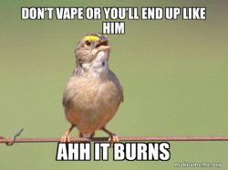 Common Opinion Sparrow