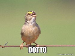 Common Opinion Sparrow