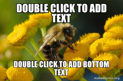 Good Guy Bee