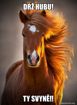 Ridiculously photogenic horse