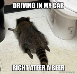 Drunk Raccoon