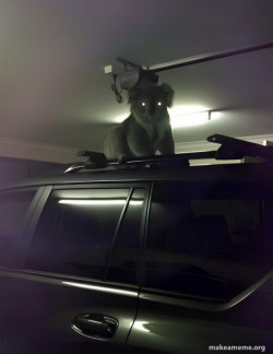 Drop Bear