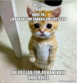 Cute Cat Standing