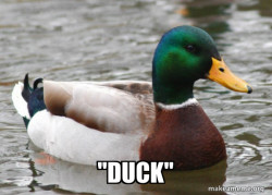Actual Advice Mallard