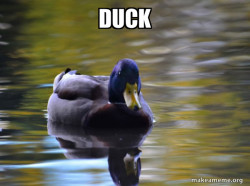 Zen Advice Mallard