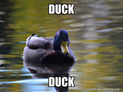 Zen Advice Mallard