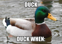 Actual Advice Mallard