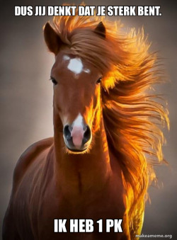 Ridiculously photogenic horse