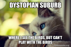 First World Cat Problems