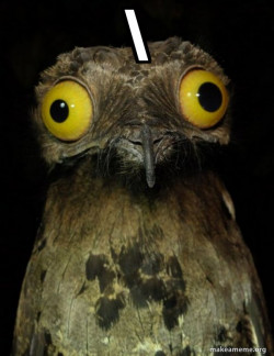 Weird Stuff I do Potoo
