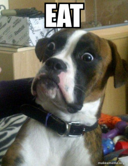 Skeptical Dog