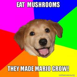 Advice Dog