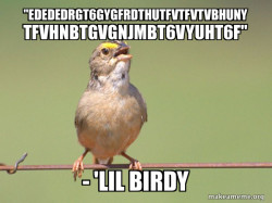 Common Opinion Sparrow