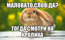 Regretful Rabbit