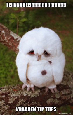 Sad Owl