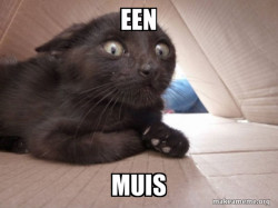 Schitzo Cat