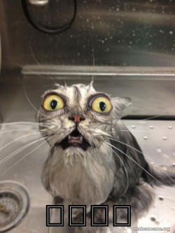 Cat bath