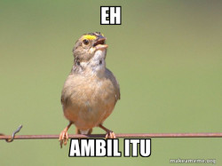 Common Opinion Sparrow