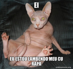 Hairless Cat