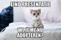 Cute Kitten
