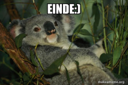 Laid Back Koala
