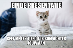 Cute Kitten