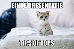 Cute Kitten